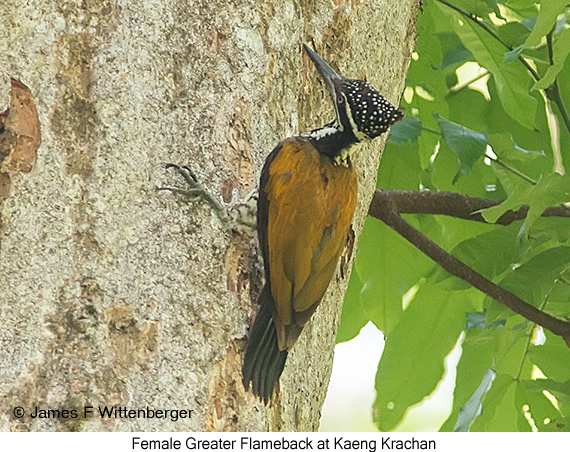 Greater Flameback - © James F Wittenberger and Exotic Birding LLC