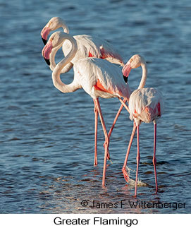 Greater Flamingo - © James F Wittenberger and Exotic Birding LLC