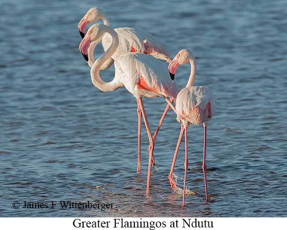 Greater Flamingo - © James F Wittenberger and Exotic Birding LLC