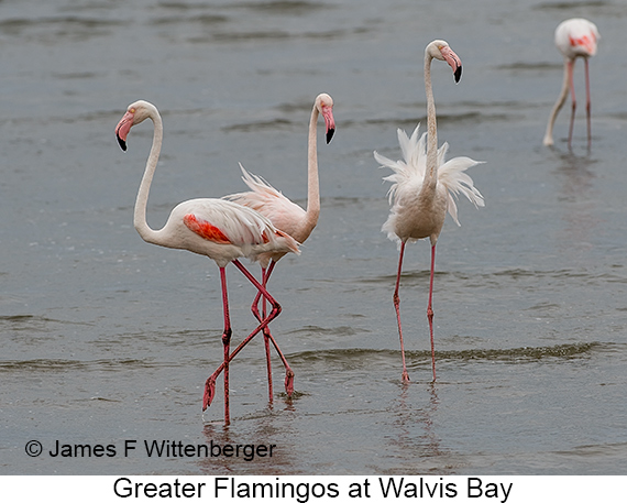 Greater Flamingo - © James F Wittenberger and Exotic Birding LLC Greater Flamingo - © James F Wittenberger and Exotic Birding LLC