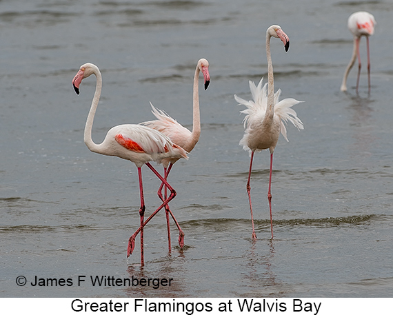 Greater Flamingo - © James F Wittenberger and Exotic Birding LLC