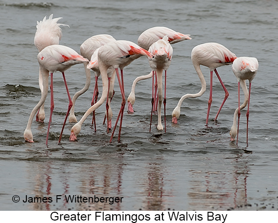 Greater Flamingo - © James F Wittenberger and Exotic Birding LLC