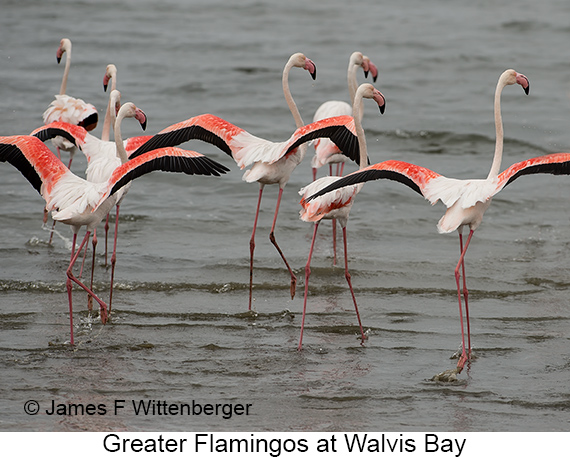 Greater Flamingo - © James F Wittenberger and Exotic Birding LLC