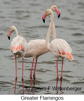 Greater Flamingo - © James F Wittenberger and Exotic Birding LLC