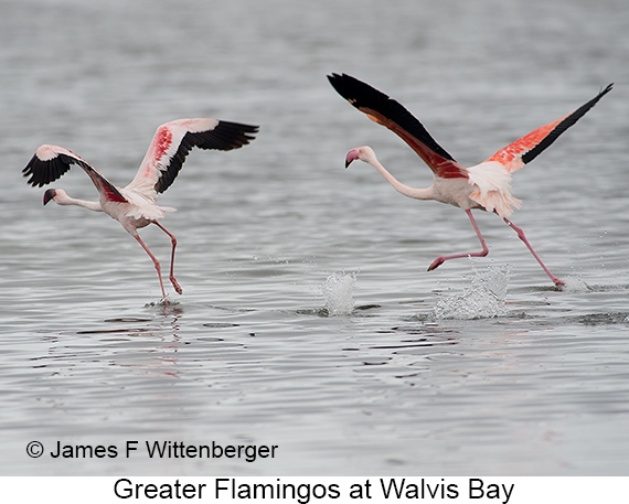 Greater Flamingo - © James F Wittenberger and Exotic Birding LLC