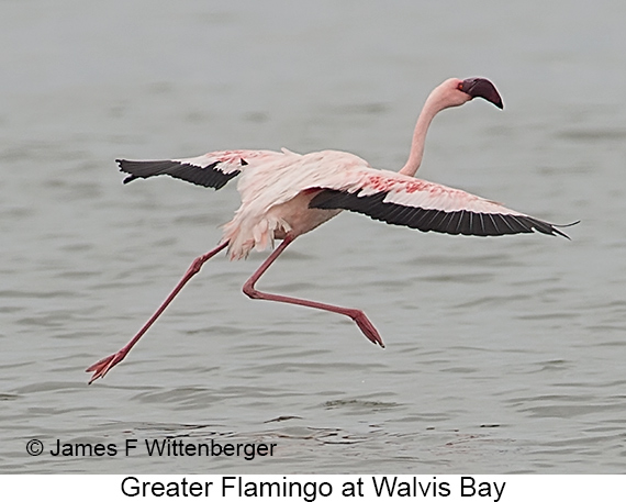 Greater Flamingo - © James F Wittenberger and Exotic Birding LLC