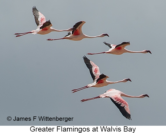 Greater Flamingo - © James F Wittenberger and Exotic Birding LLC