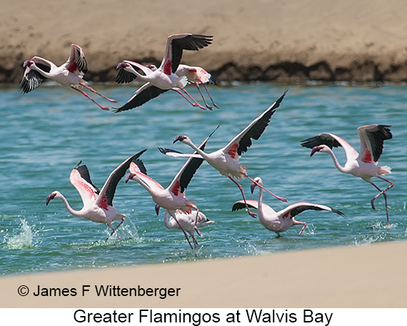 Greater Flamingo - © James F Wittenberger and Exotic Birding LLC