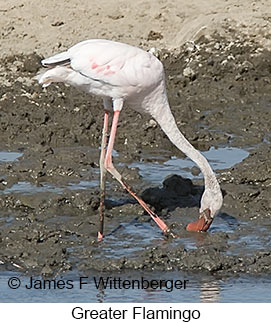 Greater Flamingo - © James F Wittenberger and Exotic Birding LLC