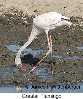 Greater Flamingo - © James F Wittenberger and Exotic Birding LLC