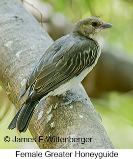 Greater Honeyguide - © James F Wittenberger and Exotic Birding LLC Greater Honeyguide - © James F Wittenberger and Exotic Birding LLC