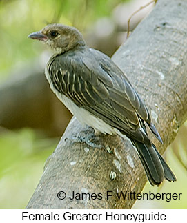 Greater Honeyguide - © James F Wittenberger and Exotic Birding LLC Greater Honeyguide - © James F Wittenberger and Exotic Birding LLC