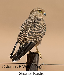 Greater Kestrel - © James F Wittenberger and Exotic Birding LLC
