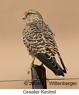Greater Kestrel - © James F Wittenberger and Exotic Birding LLC Greater Kestrel - © James F Wittenberger and Exotic Birding LLC