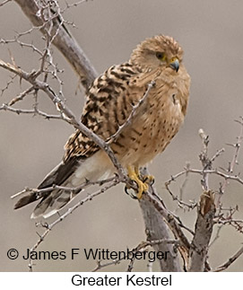 Greater Kestrel - © James F Wittenberger and Exotic Birding LLC Greater Kestrel - © James F Wittenberger and Exotic Birding LLC