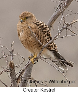 Greater Kestrel - © James F Wittenberger and Exotic Birding LLC