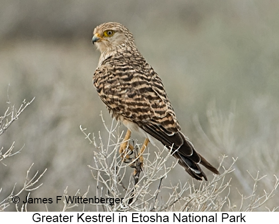 Greater Kestrel - © James F Wittenberger and Exotic Birding LLC