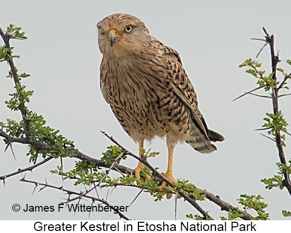 Greater Kestrel - © James F Wittenberger and Exotic Birding LLC