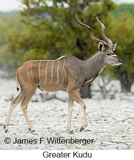 Greater Kudu - © James F Wittenberger and Exotic Birding LLC