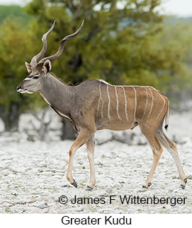 Greater Kudu - &copy; James F Wittenberger and Exotic Birding LLC