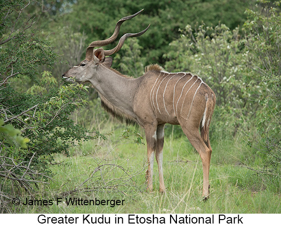 Greater Kudu - © James F Wittenberger and Exotic Birding LLC