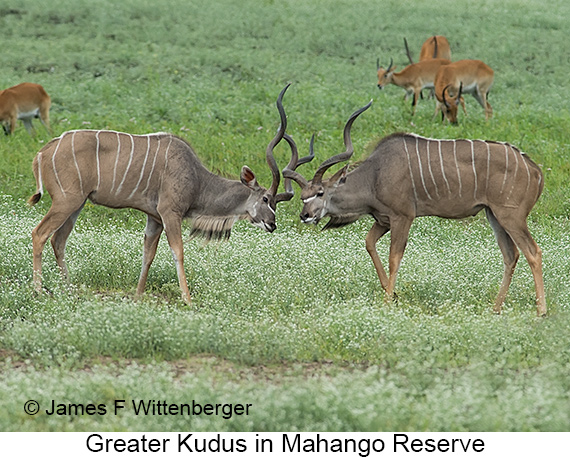 Greater Kudu - © The Photographer and Exotic Birding LLC