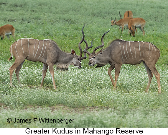 Greater Kudu - © James F Wittenberger and Exotic Birding LLC