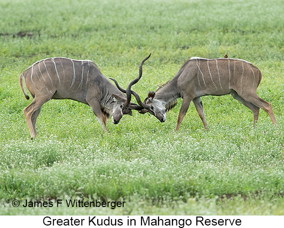 Greater Kudu - © James F Wittenberger and Exotic Birding LLC