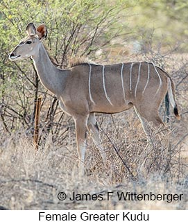 Greater Kudu - © James F Wittenberger and Exotic Birding LLC
