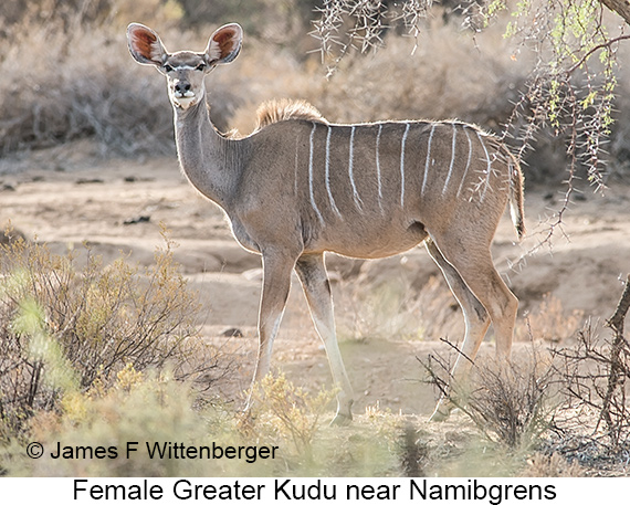 Greater Kudu - © James F Wittenberger and Exotic Birding LLC