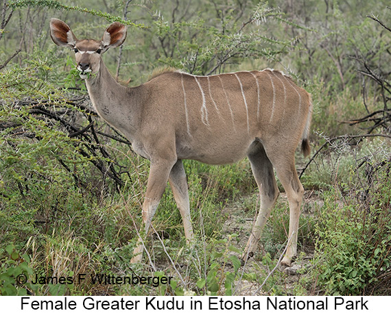 Greater Kudu - © James F Wittenberger and Exotic Birding LLC