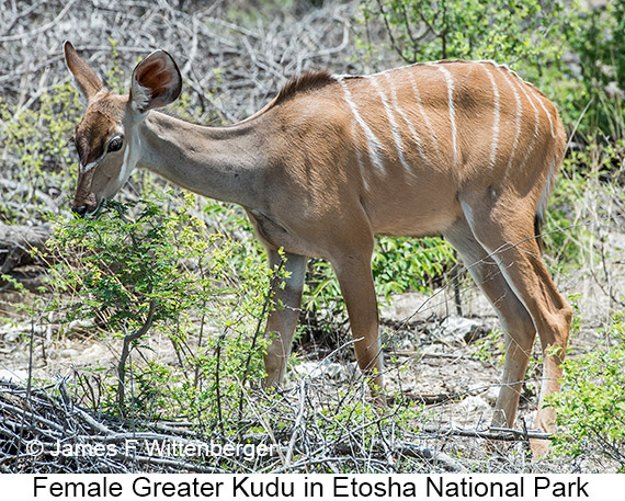 Greater Kudu - © James F Wittenberger and Exotic Birding LLC