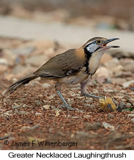 Greater Necklaced Laughingthrush - © James F Wittenberger and Exotic Birding LLC