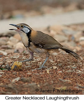 Greater Necklaced Laughingthrush - © James F Wittenberger and Exotic Birding LLC