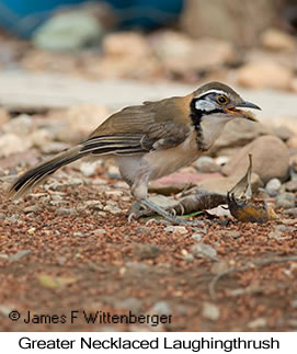 Greater Necklaced Laughingthrush - © James F Wittenberger and Exotic Birding LLC