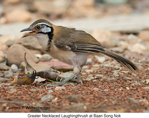 Greater Necklaced Laughingthrush - © James F Wittenberger and Exotic Birding LLC