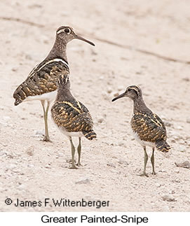 Greater Painted-Snipe - © James F Wittenberger and Exotic Birding LLC