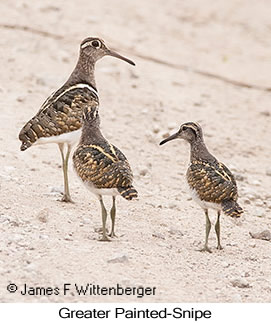 Greater Painted-Snipe - © James F Wittenberger and Exotic Birding LLC Greater Painted-Snipe - © James F Wittenberger and Exotic Birding LLC