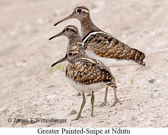 Greater Painted-Snipe - © James F Wittenberger and Exotic Birding LLC