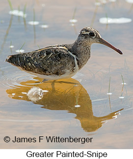 Greater Painted-Snipe - © James F Wittenberger and Exotic Birding LLC