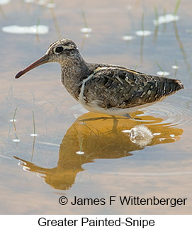 Greater Painted-Snipe - © James F Wittenberger and Exotic Birding LLC