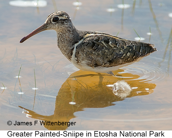 Greater Painted-Snipe - © James F Wittenberger and Exotic Birding LLC