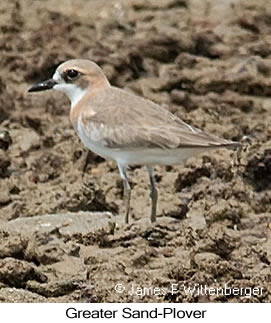 Greater Sand-Plover - &copy; James F Wittenberger and Exotic Birding LLC