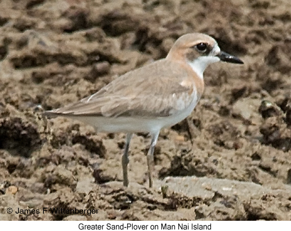 Greater Sand-Plover - © James F Wittenberger and Exotic Birding LLC