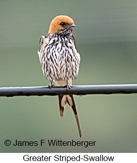 Greater Striped Swallow - © James F Wittenberger and Exotic Birding LLC