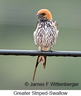 Greater Striped Swallow - © James F Wittenberger and Exotic Birding LLC