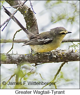 Greater Wagtail-Tyrant - © James F Wittenberger and Exotic Birding LLC