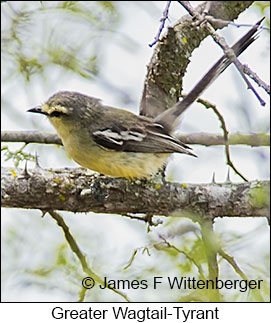 Greater Wagtail-Tyrant - © James F Wittenberger and Exotic Birding LLC