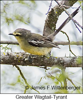 Greater Wagtail-Tyrant - © James F Wittenberger and Exotic Birding LLC Greater Wagtail-Tyrant - © James F Wittenberger and Exotic Birding LLC