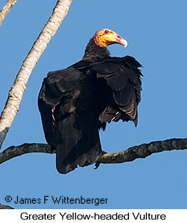 Greater Yellow-headed Vulture - © James F Wittenberger and Exotic Birding LLC Greater Yellow-headed Vulture - © James F Wittenberger and Exotic Birding LLC